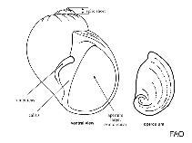 Image of Notocochlis cernica 