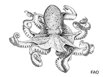Image of Callistoctopus xiaohongxu 