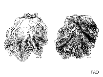 Image of Ostrea equestris (Crested oyster)
