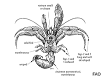 Image of Pagurus cuanensis (Hairy hermit crab)