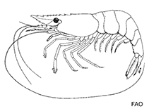 Image of Periclimenes yucatanicus (Spotted cleaner shrimp)