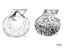 Image of Chlamys wainwrightensis 