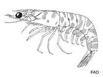 Image of Batepenaeopsis tenella (Smoothshell shrimp)