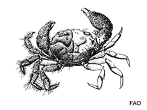 Image of Pilumnus dasypodus (Shortspined hairy crab)