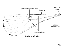 Image of Atrina inflata (Inflated pen shell)