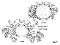 Image of Austinixa cristata (Cristate pea crab)