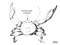 Image of Euceramus praelongus (Olivepit porcelain crab)
