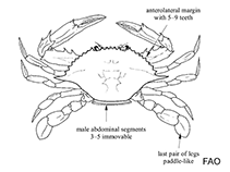 Image of Portunus spinimanus (Blotched swimming crab)
