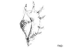 Image of Persististrombus granulatus (Granulated conch)