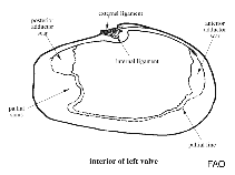 Image of Cochlodesma praetenue (European spoon clam)