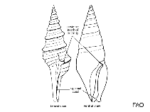 Image of Haedropleura septangularis 