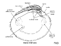 Image of Nucula nucleus (Common nut clam)