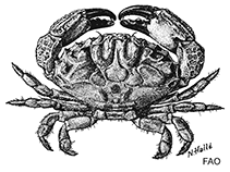 Image of Cataleptodius floridanus (Spoonfinger rubble crab)