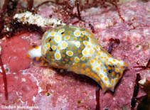 Image of Lamprohaminoea ovalis (Oval bubble snail)